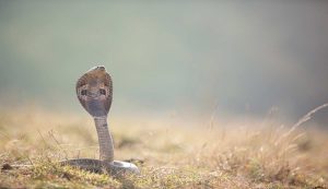 cobra nel deserto
