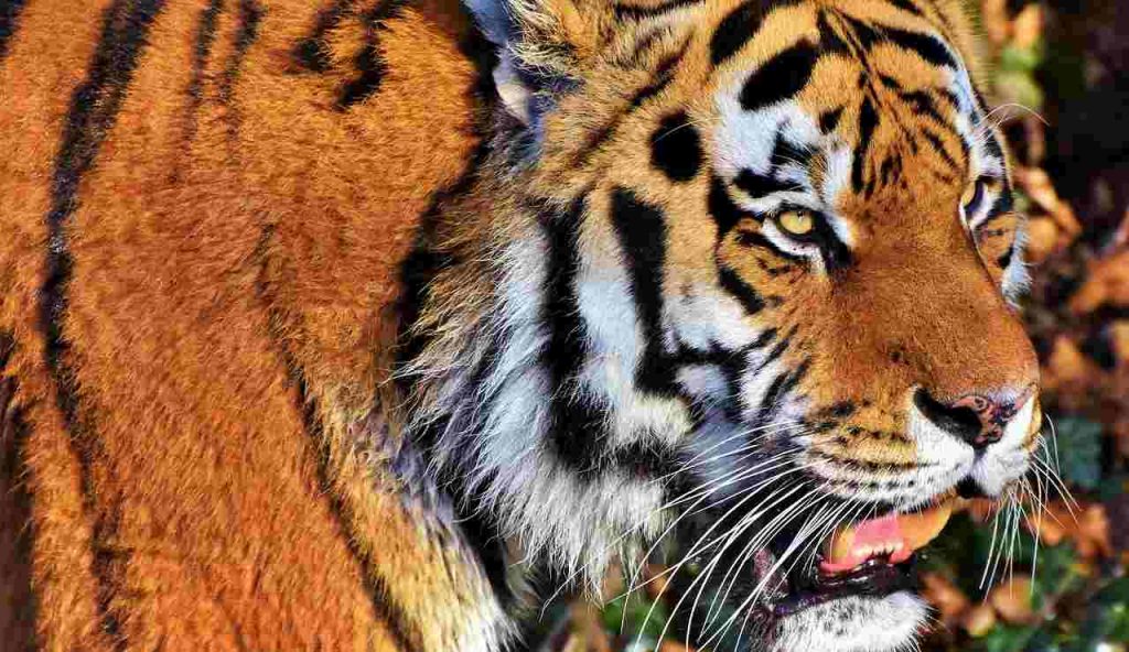 Una tigre (Pixabay foto) - www.managementcue.it