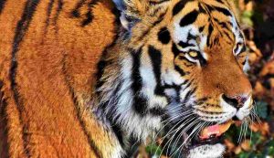 Una tigre (Pixabay foto) - www.managementcue.it