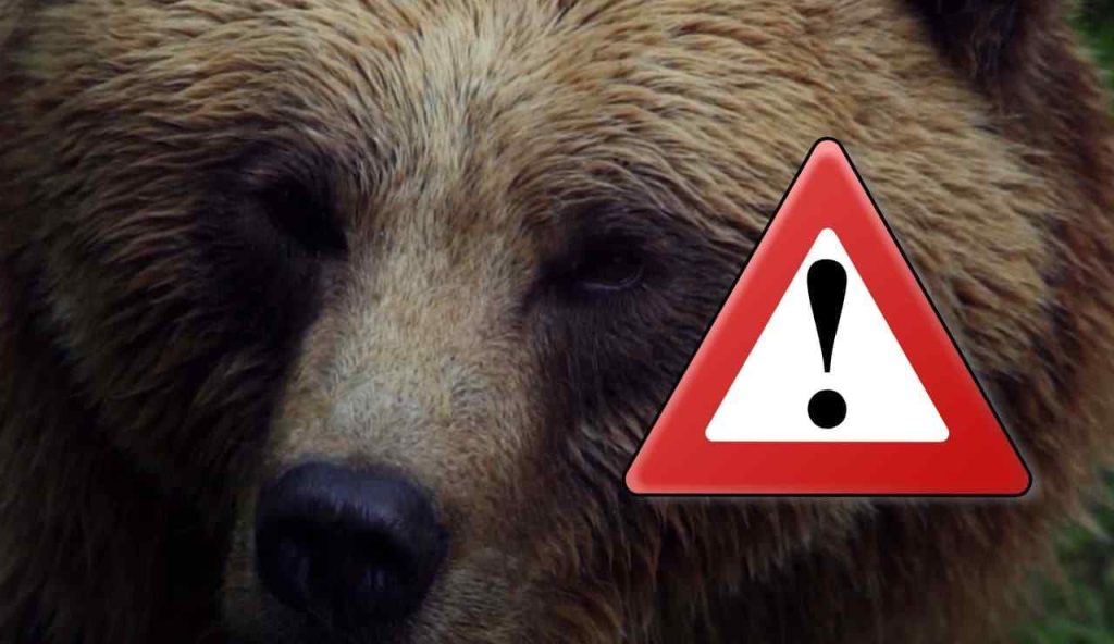 Pericolo orso
