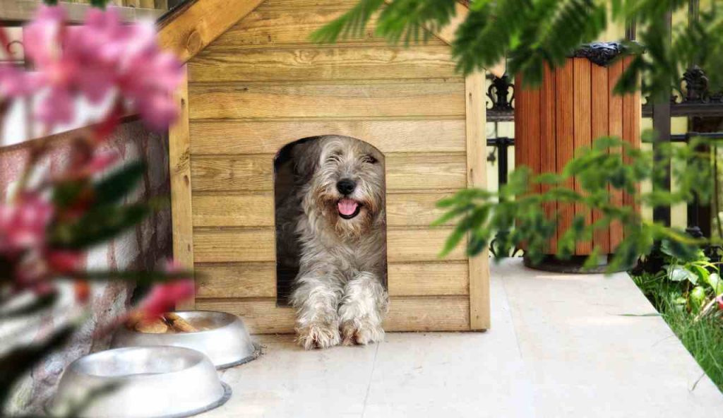 Cane nella sua casetta