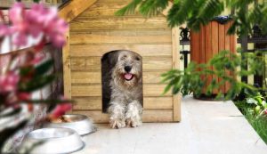Cane nella sua casetta